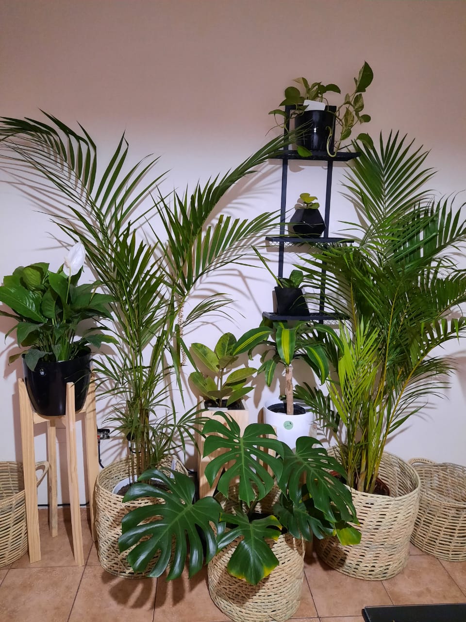 VAN PLANTAS. Diseño y Asesoramiento. Ventas online