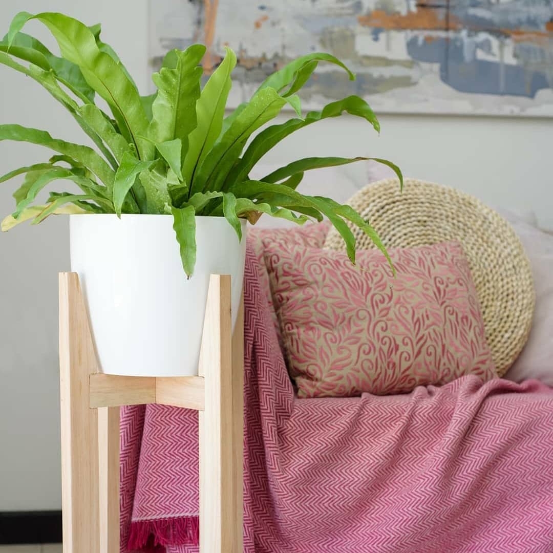 VAN PLANTAS. Diseño y Asesoramiento. Ventas online